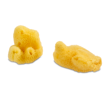 Éponges de mer, 2 unités