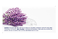 Vignette 2 du produit Dove - Relaxing Care bombes pour le bain, 158 g, lavande et camomille