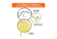 Vignette 5 du produit Garnier - Skin Naturals sérum super éclat, 30 ml, tous les types de peau
