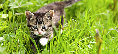 The eyes of your pet are the key to a good photo