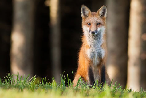 Photographing animals