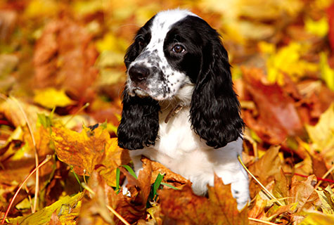 L’automne est l’une des plus belles saisons pour les photographes