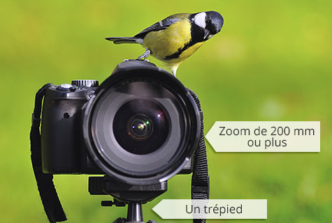 Equipment for bird photography