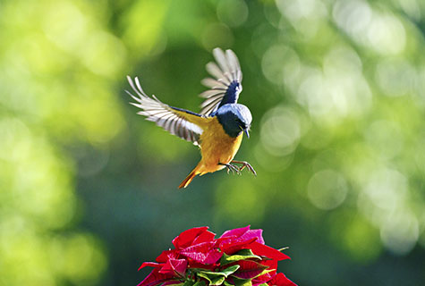 Les oiseaux ne sont pas toujours faciles à photographier, qu’ils soient posés ou en vol.