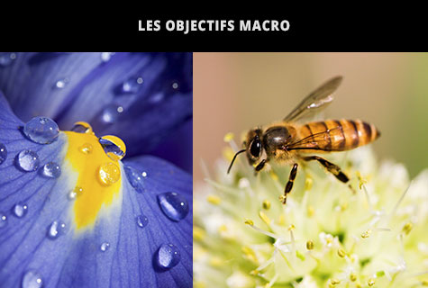 Different types of lenses - Macro lenses