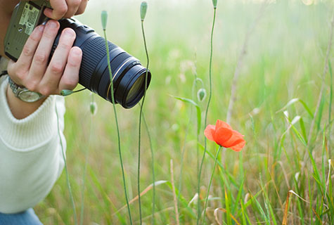 Réussir une belle photo de fleur n’est pas simple