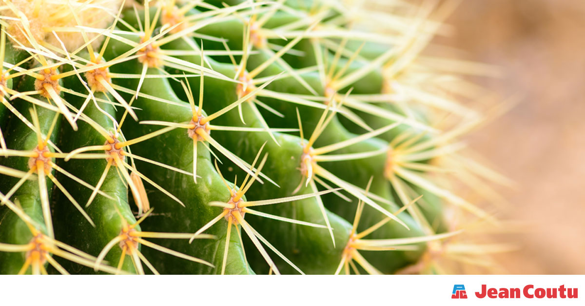 L’épilation du bikini éviter irritations et poils incarnés Jean Coutu