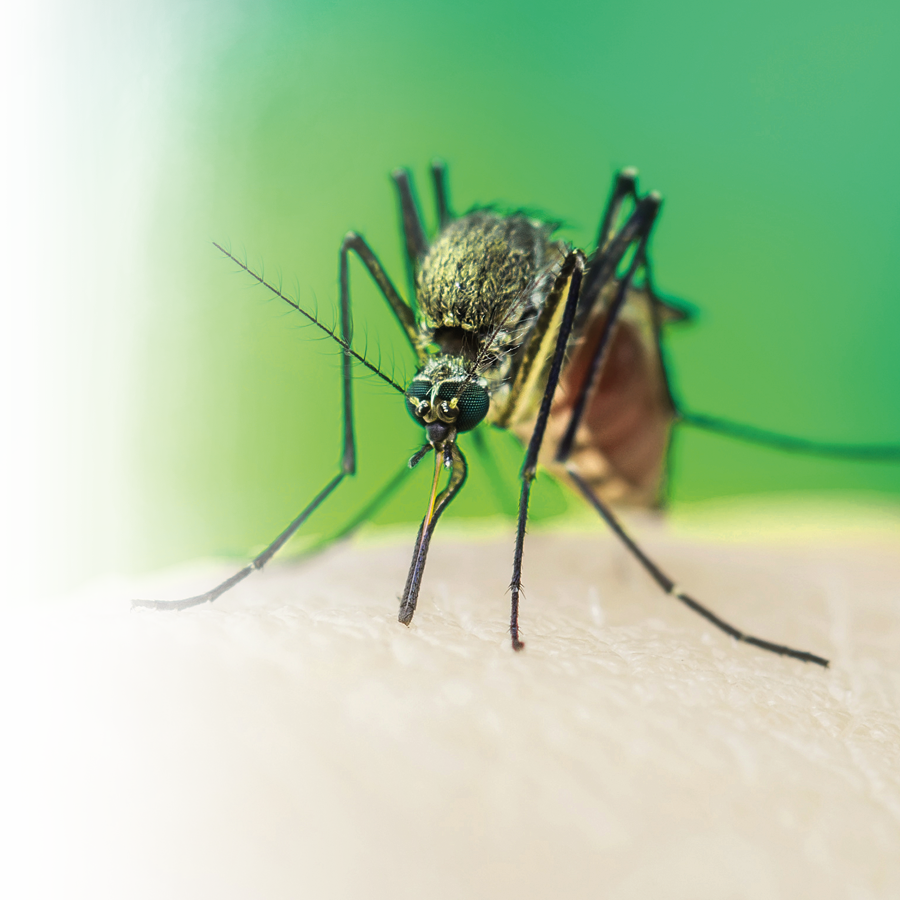 Zika virus—myths and reality