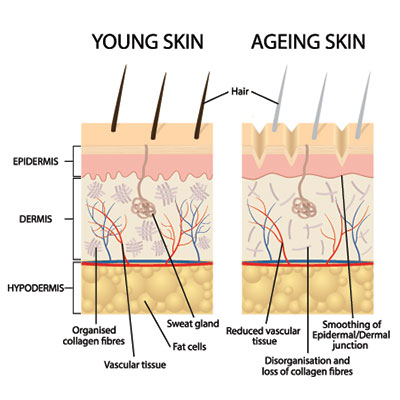 Biological ages of the skin