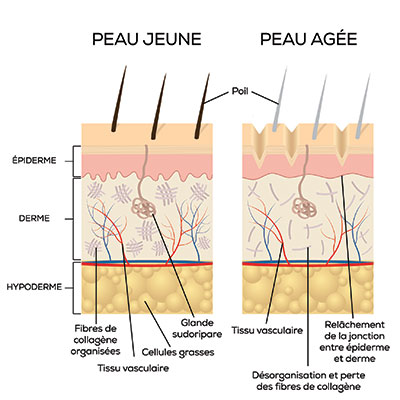 Les âges biologiques de la peau