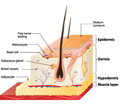 The three layers of the skin