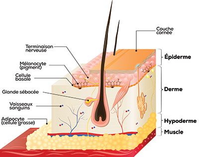 Les trois couches de la peau