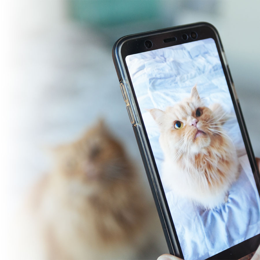 Tips on taking successful photos of pets  