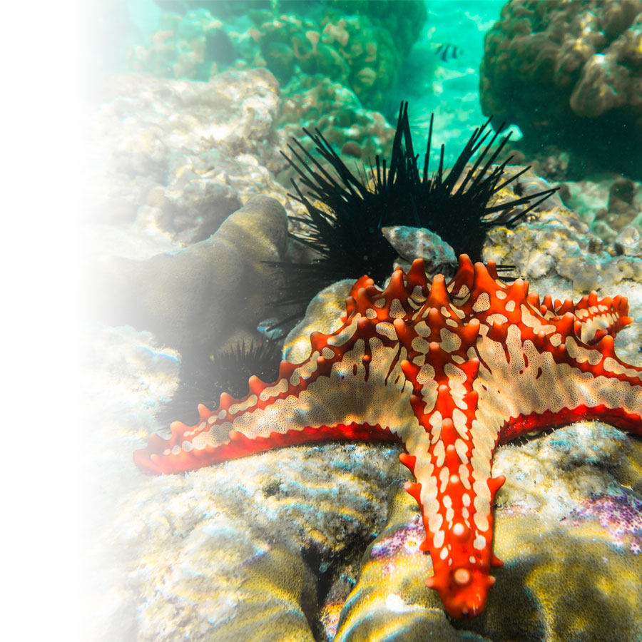 Comment réussir ses photos sous l’eau