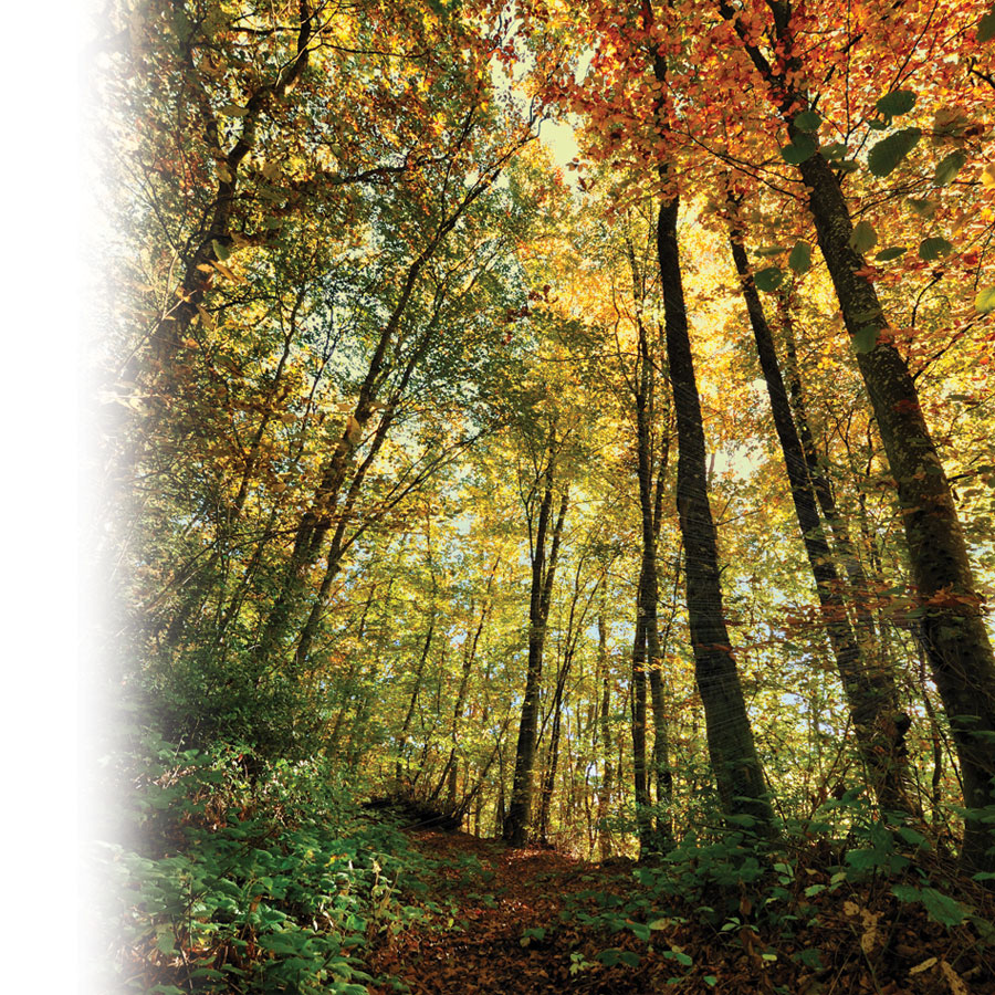 Prendre de belles photos en forêt