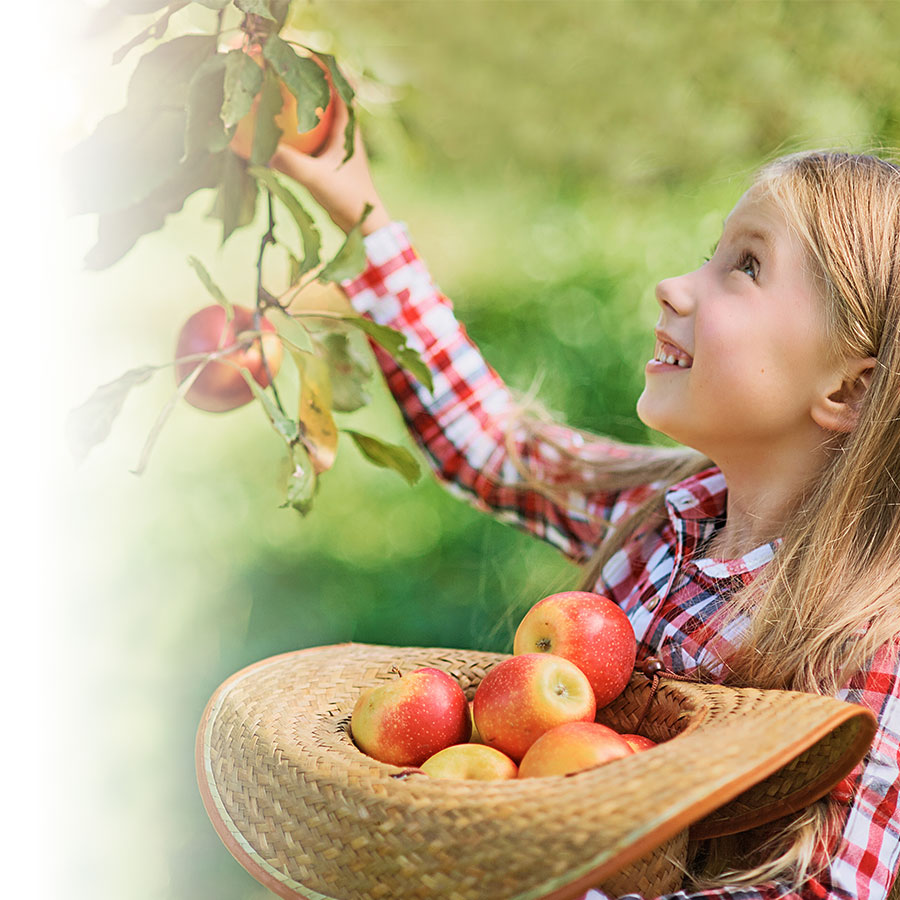 Dans les pommes&nbsp;: réussir ses photos dans les vergers