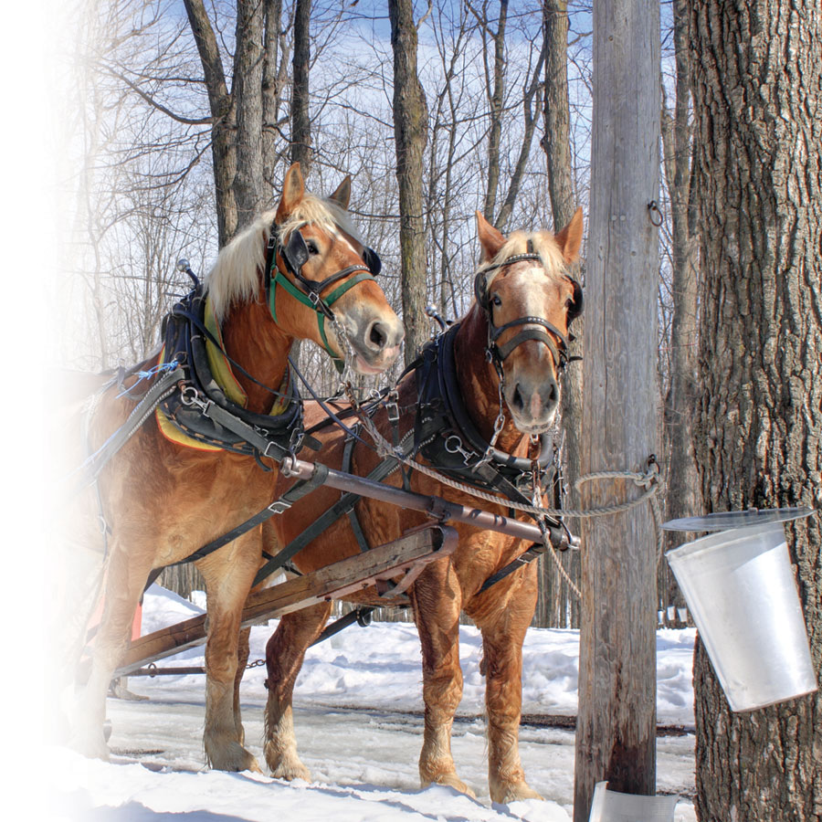 Sugar shack and vintage photos