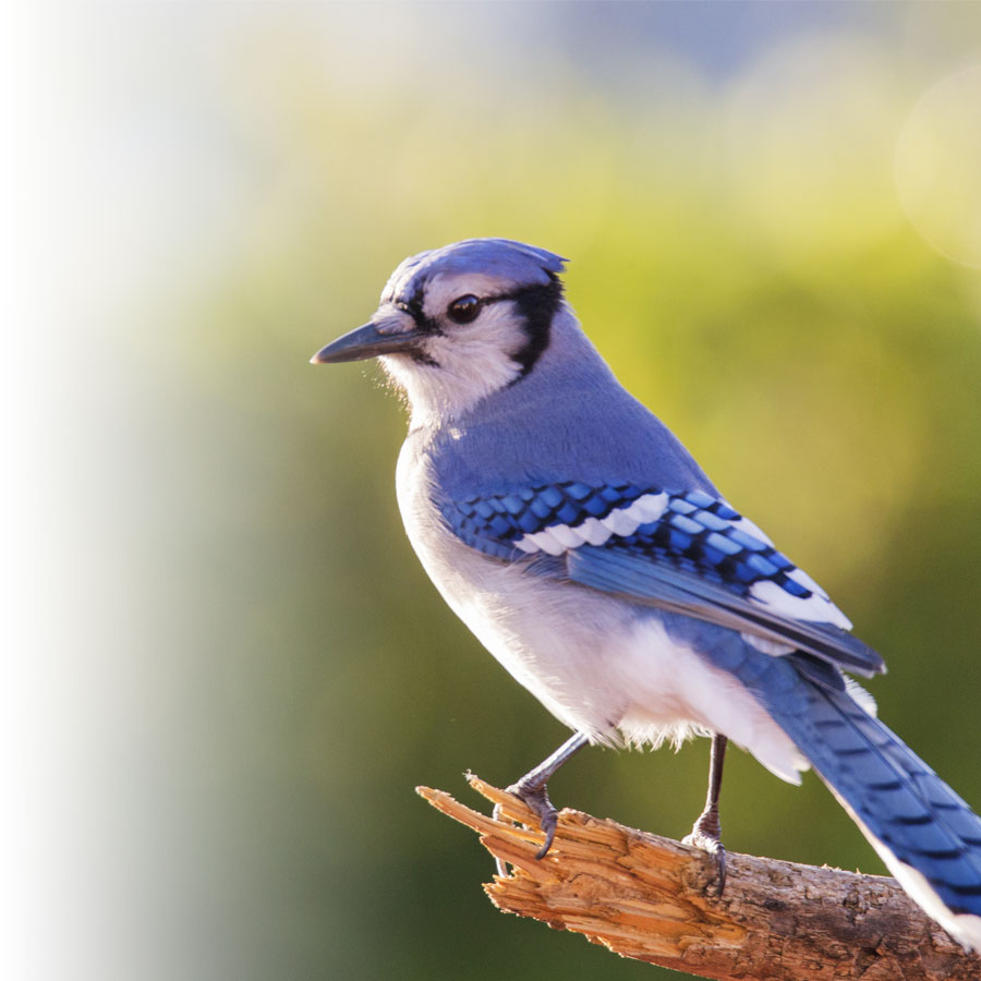 Comment réussir vos photos d’oiseaux