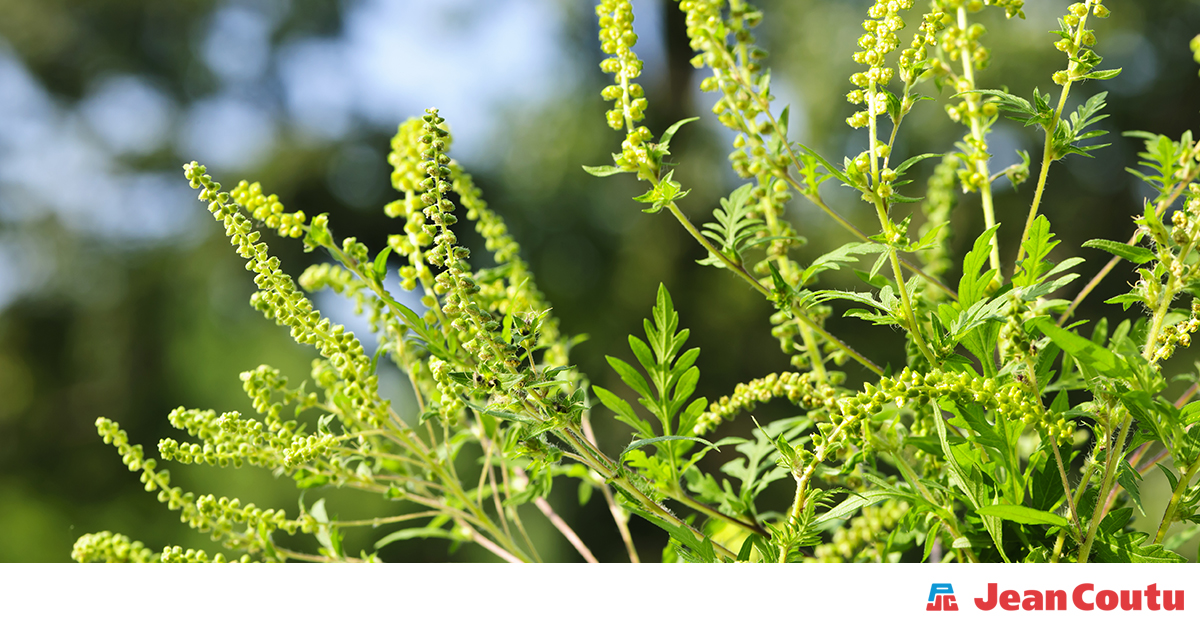 How to recognize and treat a ragweed allergy