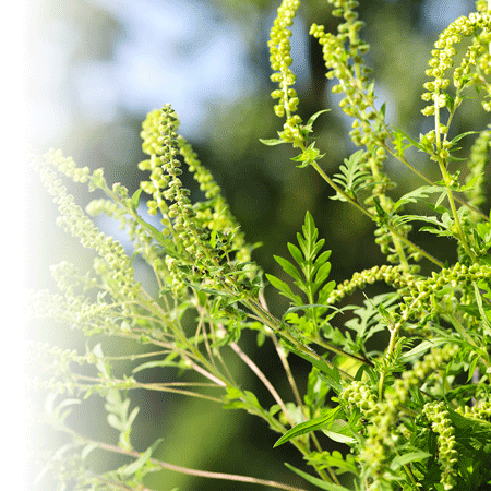 Reconnaître et traiter l’allergie à l’herbe à poux