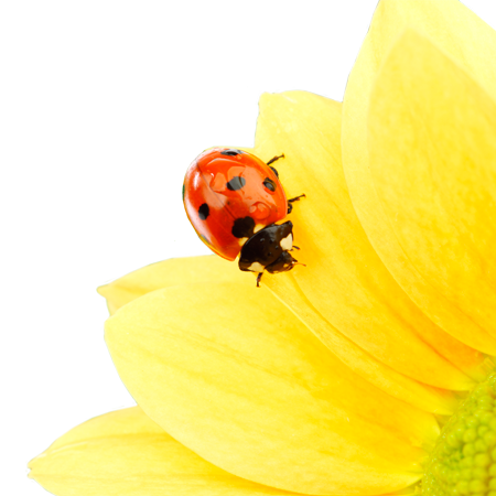 Comment se faire désensibiliser au pollen?