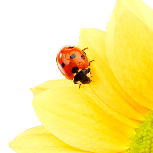 La désensibilisation au pollen